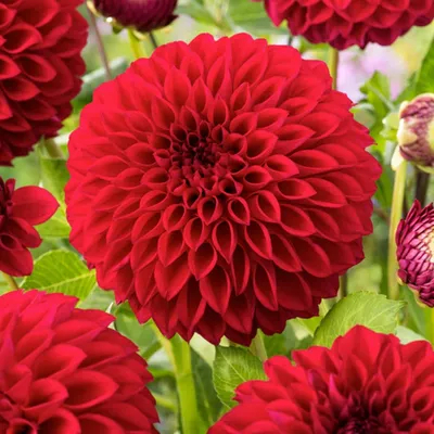 Obrázok produktu pre Pompon Dahlia Boom Boom Red 1 ks Sadenice dahlia Sadenice dahlia Veľké hľuzy