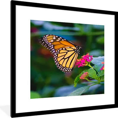 Produktbild von MuchoWow® Gerahmtes Poster Schmetterlinge - Blume - Natur 40x40 cm - Poster mit Schwarzem Bilderrahmen Wandposter Rahmen Foto Bilder - Poster - Plakat im Rahmen