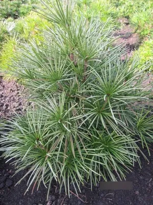 Produktbild von Sciadopitys verticillata Silver Star - Japanische Schirmtanne Silver Star
