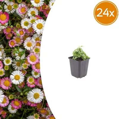Produktbild von Erigeron karvinskianus | 24 Stück - 10-25cm - Ø9cm - Gartenpflanze