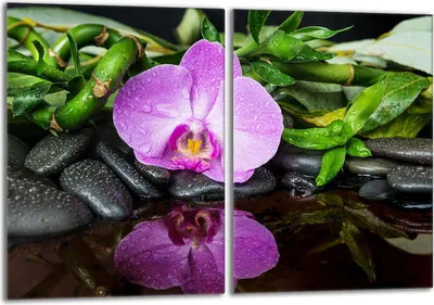 Productafbeelding van Glazen beschermplaat voor het fornuis, 2 stuks, 40x52 cm, merk Orchidea