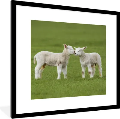 Produktbild von MuchoWow® Gerahmtes Poster Schaf - Lamm - Bauernhof 40x40 cm - Poster mit Schwarzem Bilderrahmen Wandposter Rahmen Foto Bilder - Poster - Plakat im Rahmen