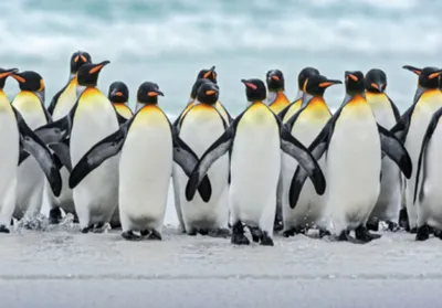 Produktbild von 3 D Ansichtskarte Pinguine, Postkarte Wackelkarte Hologrammkarte Tiere Tier Pinguin