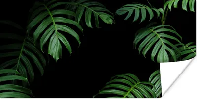 Produktbild von MuchoWow® Poster Dschungel - Pflanzen - Monstera - Jungen - Mädchen - Kinder 80x40 cm - Wanddeko