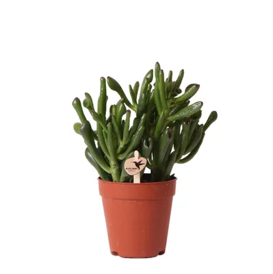 Produktbild von Kolibri Greens | Grünpflanze - Sukkulente Crassula Hobbit - Grüne Zimmerpflanze - Frisch vom Züchter