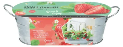 Produktbild von Anzuchtset Erdbeeren mit Zinkwanne | Anzuchtsets von Buzzy Gifts