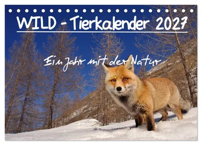 Produktbild von WILD - Tierkalender 2027 (Tischkalender 2027 DIN A5 quer), CALVENDO Monatskalender