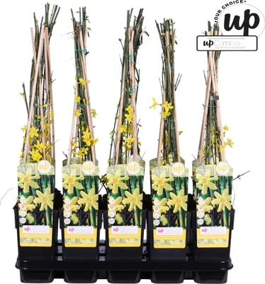 Immagine prodotto di Gelsomino invernale Jasminum nudiflorum 30–50 cm – pianta resistente al freddo, fioritura invernale, fiori gialli, arbusto ornamentale in vaso