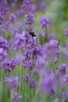 Produktbild von Lavendel Lavandula ang. 'Munstead' – ↕10-25cm – Ø9cm – 60 Pflanzen – Violette Blüten, Bienen- & Schmetterlingsfreundlich, Winterhart