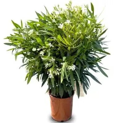 Productafbeelding van JUNAVERA Nerium oleander (oleander) | 55 cm hoog | In 19 cm pot | Mediterrane bloeiende kuipplant