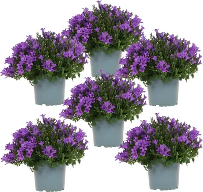Produktbild von Campanula Addenda - Glockenblume Lila Topf Größe 12Cm - 1M2 Bodendecker - 6 Stück - Ambella Lila - Gartenpflanzen - Hardy