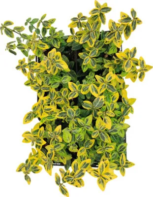Obrázek produktu pro Brslen Fortunův žlutě panašovaný FloraSelf Euonymus fortunei 'Emerald n Gold' balení 6 ks