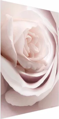Produktbild von Posterpapier Poster - Porcelain Rose 40x60 cm Blumen b-C-0403-ao-a