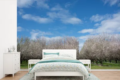 Produktbild von MuchoWow® Fototapete für Wohnzimmer oder Schlafzimmer Wandtapete Vinyl Motivtapete Mandelbaumreihen - 390x260 cm - Papiertapete