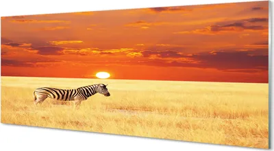 Produktbild von Glasbilder 125x50 Wandkunst Zebra Feld Sonnenuntergang
