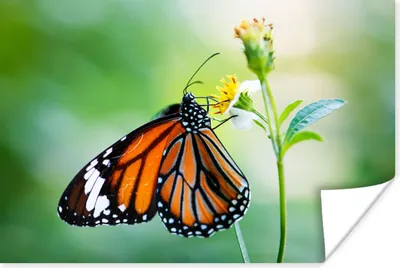 Produktbild von MuchoWow® Poster Schmetterling - Blumen - Insekten 90x60 cm - Schlafzimmer