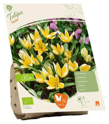 Productafbeelding van Tulipa Tarda  10 stuks bloembollen Baltus