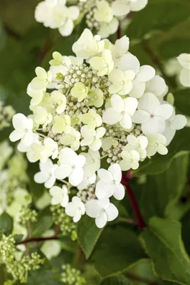 Produktbild von Hydrangea paniculata 'Vanille-Fraise', Rispenhortensie, rosa-weiß, ca. 9x9 cm Topf
