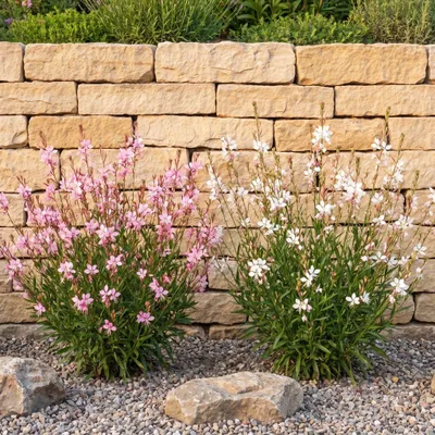 Produktbild von Stauden Gänge 2 x Gaura lindheimeri Kollektion - Prachtkerze weiß und rosa, 60-80 cm - winterhart, mehrjährig, 2 x 9x9 cm Topf
