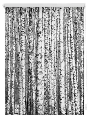 Produktbild von Rollo Klemmfix, ohne Bohren, blickdicht, Birken - 70 x 150 cm (B x L)