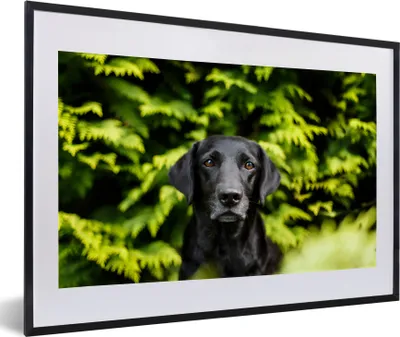 Produktbild von MuchoWow® MuchoWow® Gerahmtes Poster Ein schwarzer Labrador Retriever inmitten der grünen Blätter 60x40 cm - Poster mit zchwarzem Bilderrahmen - Schlafzimmer - Plakat in Rahmen - Drucken