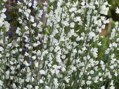 Produktbild von Cytisus scoparius White Lion - Edelginster - 40-60