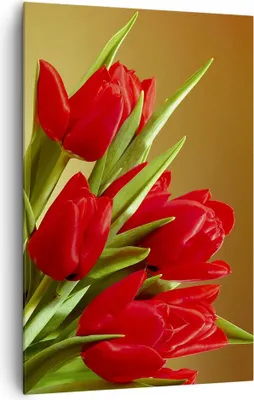 Produktbild von Bild auf Leinwand - Leinwandbild - Einteilig - Tulpen Blumen Feld Plantage - 80x120cm - Wand Bild - Wanddeko - Wandbilder - Leinwanddruck - Wanddekoration - Leinwand bilder - Wandbild - PA80x120-0962