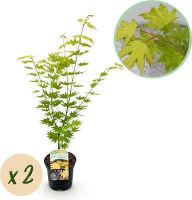 Produktbild von Japanischer Ahorn Acer palmatum 'Jordan' 2 Pflanzen 70cm hoch Ø19cm leuchtend
