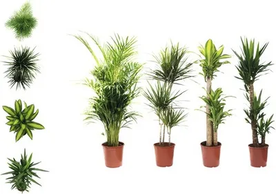 Produktbild von Zimmerpflanzen Grünmix FloraSelf H 120-140 cm Ø 24 cm Topf versch. Sorten 1 Stk.