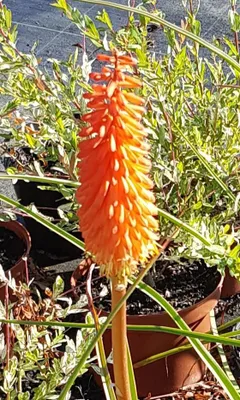 Image de Kniphofia uvaria / Tison de Satan