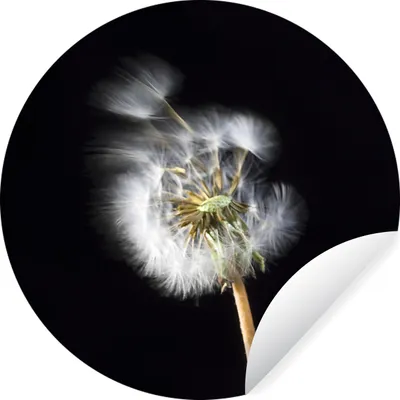 Produktbild von MuchoWow® Runde Wandtattoo - Wandsticker Tapete Aufkleber Eine Pollenblume auf schwarzem Hintergrund Ø 80 cm Selbstklebend und Repositionierbar - Wandaufkleber - Kreis - Mauerkreis - Wand Bilder - Wandsticker - Wohnzimmer Dekoration - Dekoration für die Wände - Aluminium - Babyzimmer