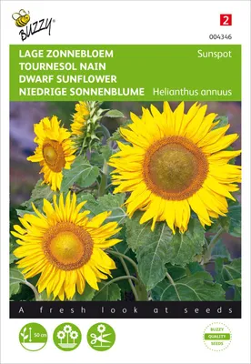 Produktbild von Niedrige Sonnenblume Sunspot gelb | Sonnenblumensamen von Buzzy Seeds