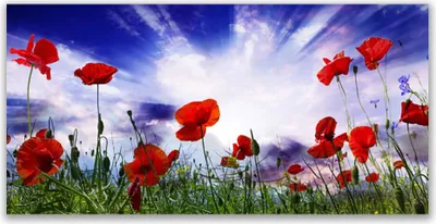 Produktbild von Glasbilder 120x60 Wandbild Druck auf Glas Mohnblumen Natur