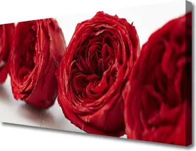 Produktbild von Tulup Leinwand-Bilder 100x50 Wandbild Canvas Kunstdruck Rosen Pflanzen