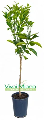 Image de Plant d’oranger New Hall