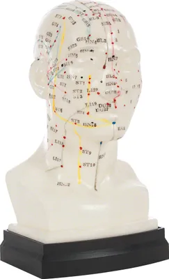 Produktbild von Akupunkturmodell Kopf 20 cm, Anatomie Modell, Anatomische Lehrmittel