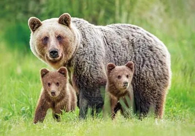 Produktbild von 3 D Ansichtskarte Braunbären Postkarte Wackelkarte Hologrammkarte Tiere Tier Braunbär