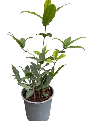 Obrázok produktu pre Osmanthus armatus - Čínsky voňavý kvet 30- 40 cm - Kontajner
