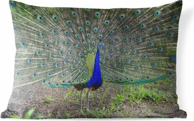 Produktbild von MuchoWow® Outdoor Kissen - Pfau - Schnabel - Grün - 50x30 cm - Wetterfest - Lounge Kissen - Kissenhüle - baumwollgewebe - Deko-Kissenbezüge