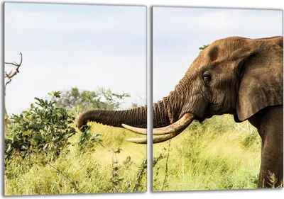Produktbild von Glasschutzplatte für den Herd 2x40x52 Elefant