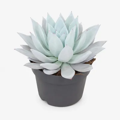 Produktbild von Echeveria Mexican Giant - besondere Echeveria - Rarität - 17cm Topf - 20cm hoch