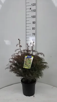 Zdjęcie produktu dla Cryptomeria j. 'Elegans'  - japońska sekwoja | 40-50 cm w doniczce