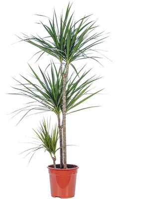 Produktbild von Drachenbaum 3-Stamm - Dracaena marginata - ca. 115 cm hoch, Topf-Ø 21 cm