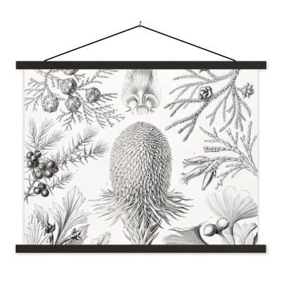 Produktbild von MuchoWow® Textilposter Koniferen - Ernst Haeckel - Kunst - Retro - Illustration - Natur 120x90 cm mit schwarzem Rahmen - Aufhänger für Poster