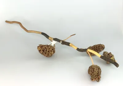Produktbild von Glaskoch Dekoblume Tannenzapfen Kunststoff L:60cm