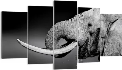 Produktbild von Bild auf Leinwand - Leinwandbild - Elefant Stoßzahn Natur - 160x85cm - Wand Bild - Wanddeko - Leinwanddruck - Bilder - Kunstdruck - Wanddekoration - Leinwand bilder - Wandkunst - EA160x85-3443