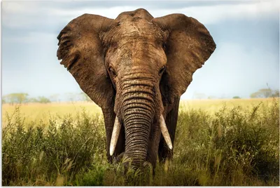 Produktbild von MuchoWow® Poster Elefant - Gras - Tiere - Natur 180x120 cm - Fotoplakat