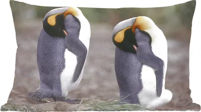 Produktbild von MuchoWow® Zierkissen Sofakissen Wohnzimmer Dekokissen 50x30 cm Zwei schlafende Pinguine - Wohnzimmerdekoration - Polster mit Photo