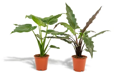 Zdjęcie produktu dla Ucho słonia Cucullata - Ø19cm - ↕60cm + Ucho słonia Lauterbachiana - Ø19cm - ↕75cm