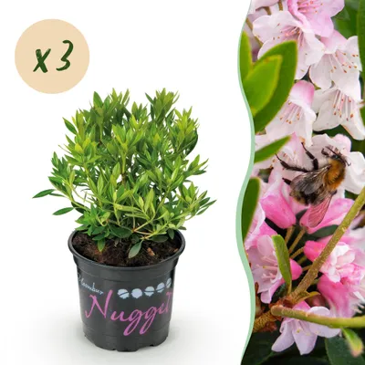 Produktbild von Zwerg-Rhododendron - Rhododendron Bloombux Hellrosa - Blühender Buchsbaum - Pflegeleicht - Hellrosa Blüte - 3 Pflanzen - 20-25cm - Ø10,5cm - Gartenpflanze